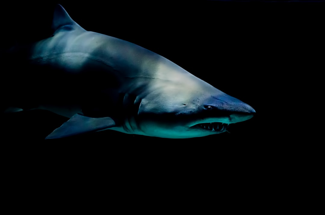 4. Requin tigre (crédits image : unsplash)