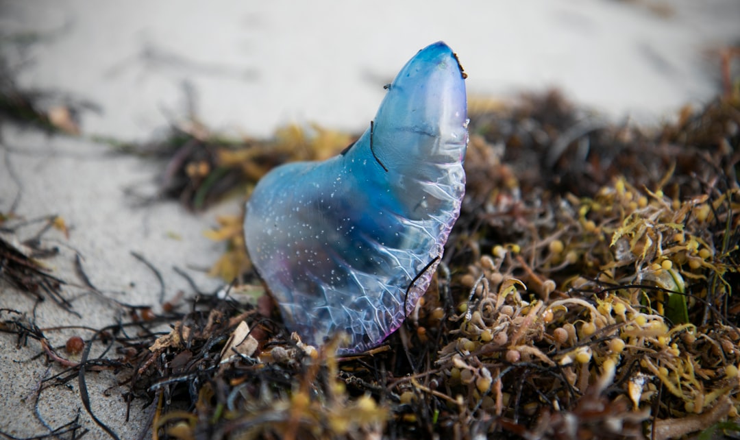 2. Portugais Man o' War (crédits image : unsplash)