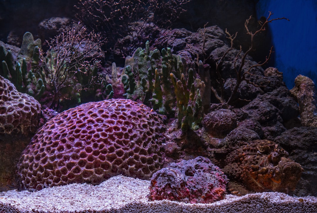 5. Poisson-pierre (crédits image : unsplash)
