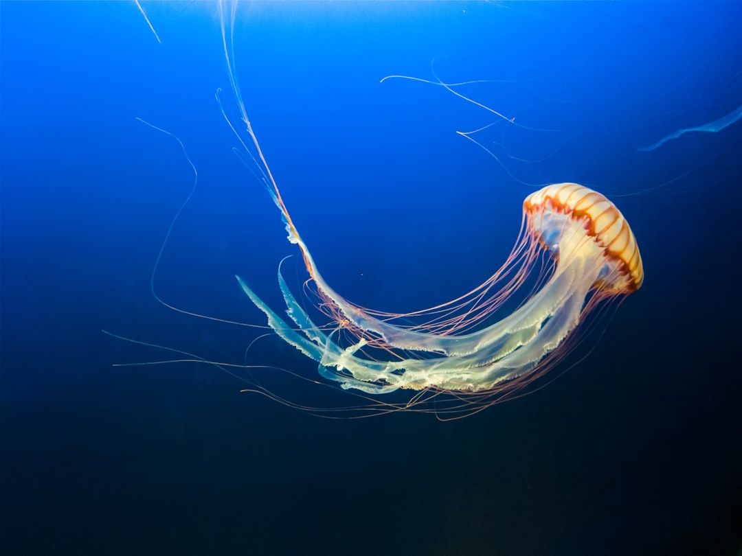 3. Box Jellyfish (crédits image : unsplash)