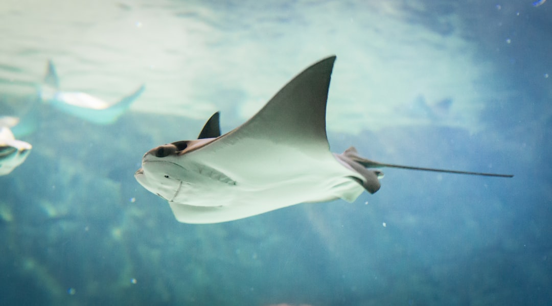 11. Stingray (crédits image : unsplash)