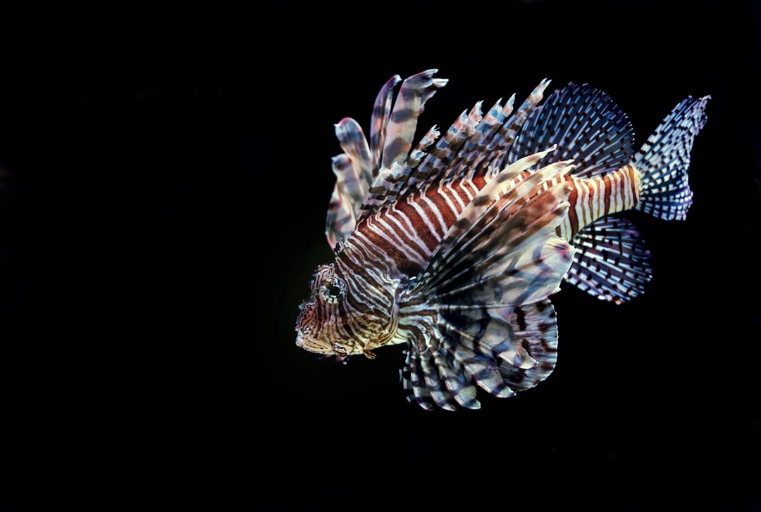 8. Poisson-lion (crédits image : unsplash)