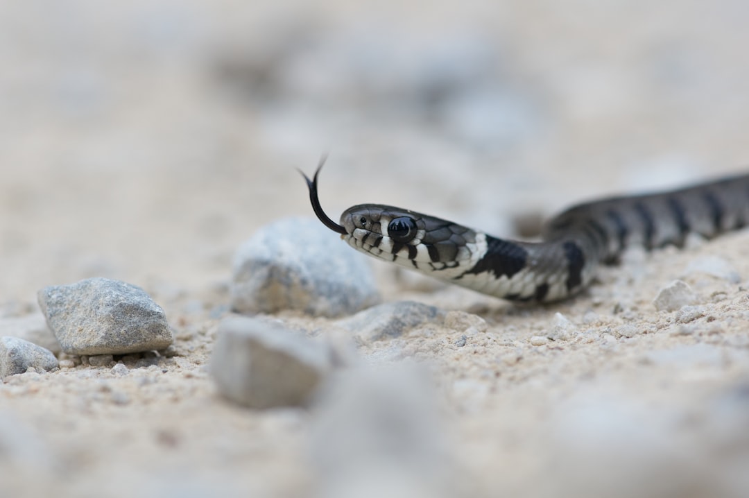 14. Serpent de mer (crédits image : unsplash)