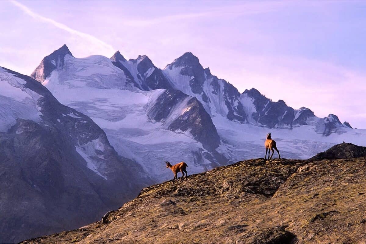 montagne, chamois, alpes, italie, val d'aoste, gran paradiso, parc national, glaciers, altitude, trekking, hauts sommets, scénique, aube, panorama, rose, italie, italie, nature, val d'aoste, gran paradiso, parc national, parc national, parc national, trekking, trekking, trekking, trekking, rose