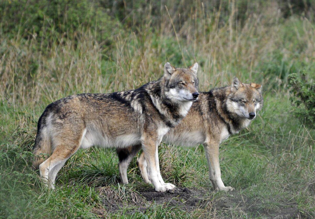 parc animalier, poing, loups, loups, loups, loups, loups