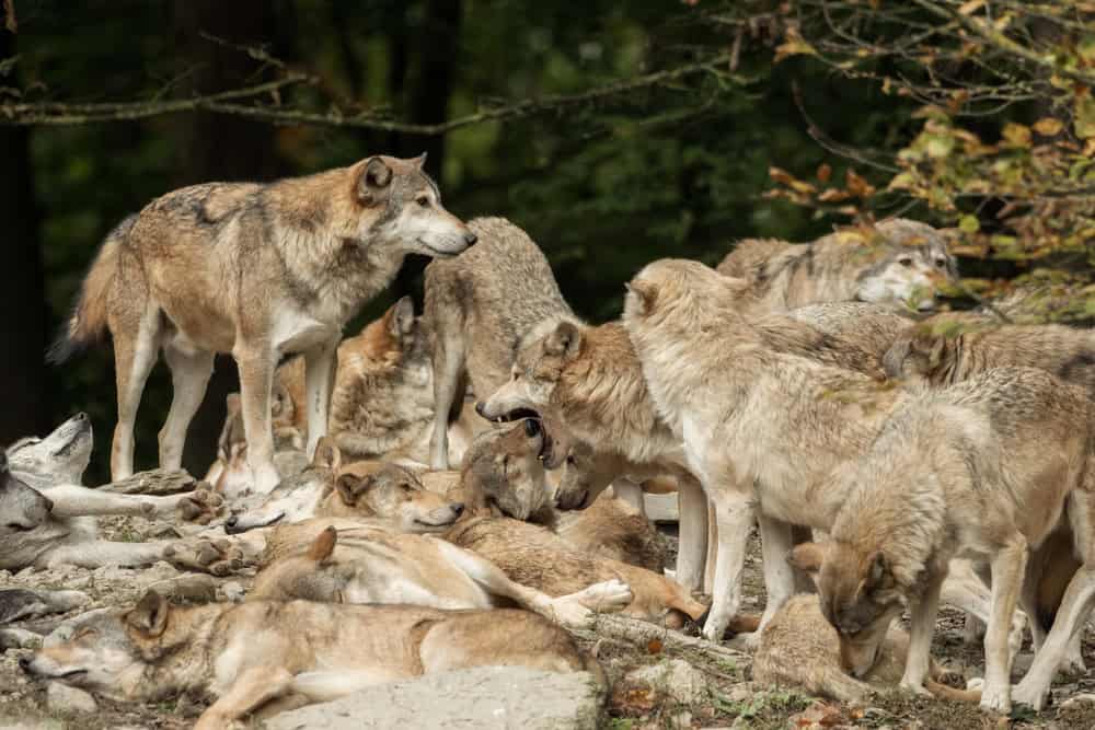 Une meute de loups sur un rocher
