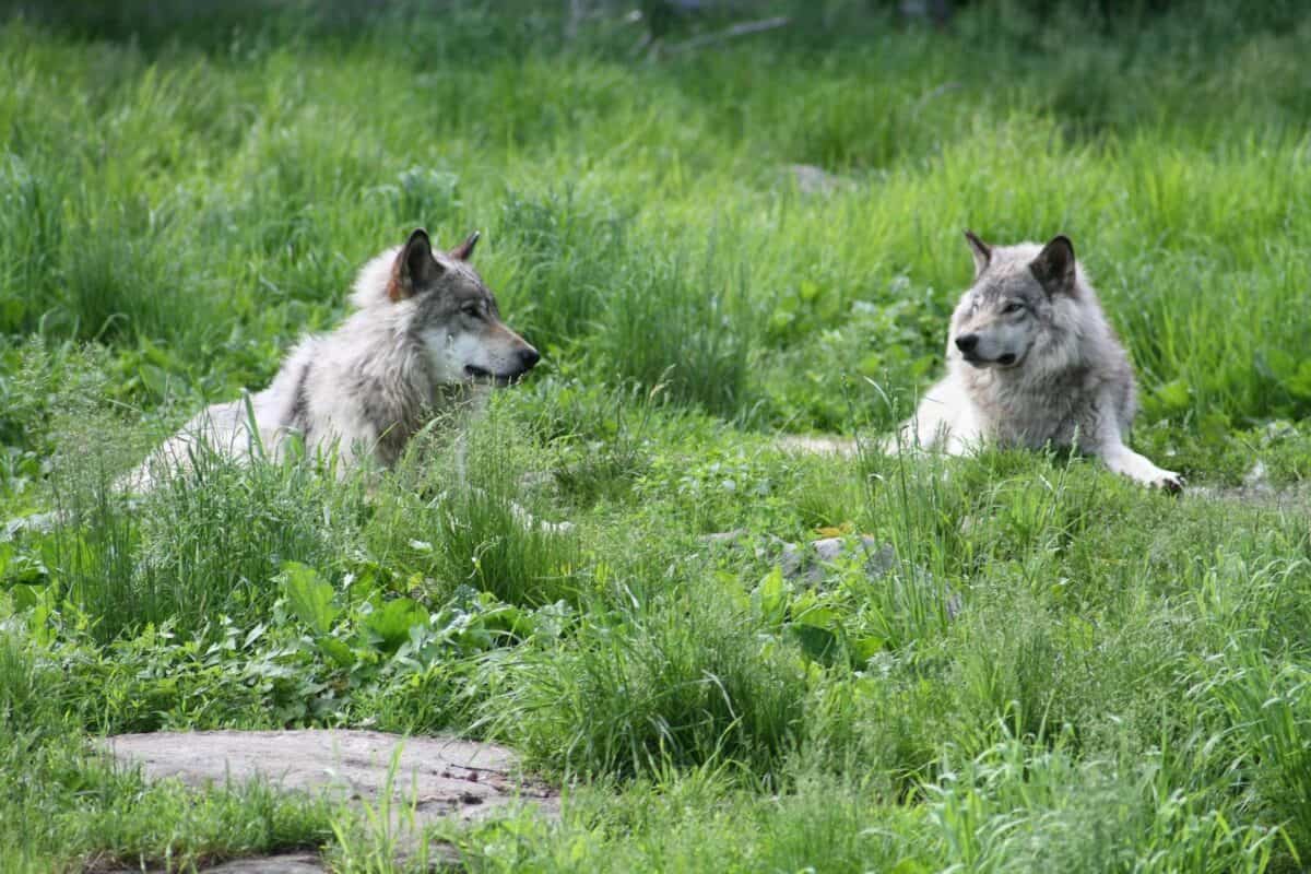 Deux loups gris se détendent dans une prairie canadienne luxuriante, entourée d'herbe verte vibrante.