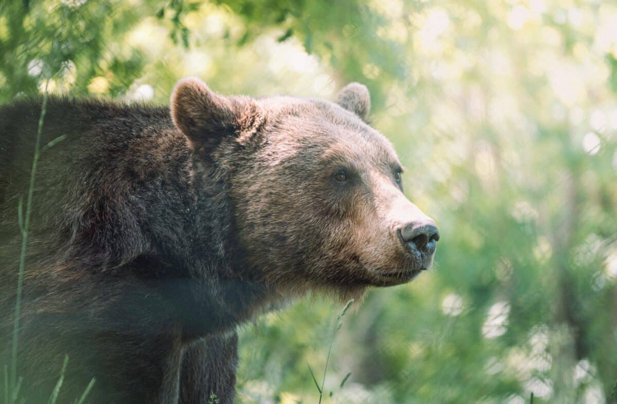 ours brun
