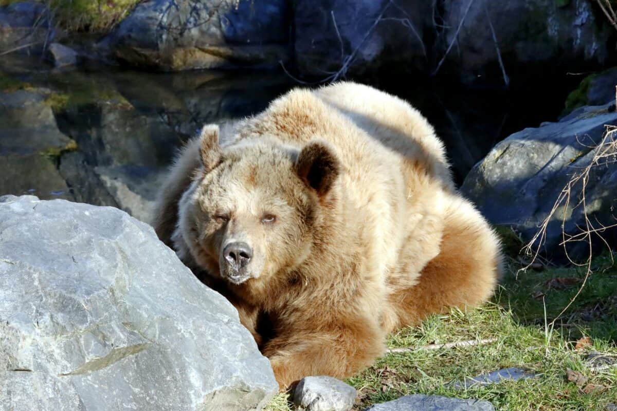 Ours Kodiak parmi les rochers.