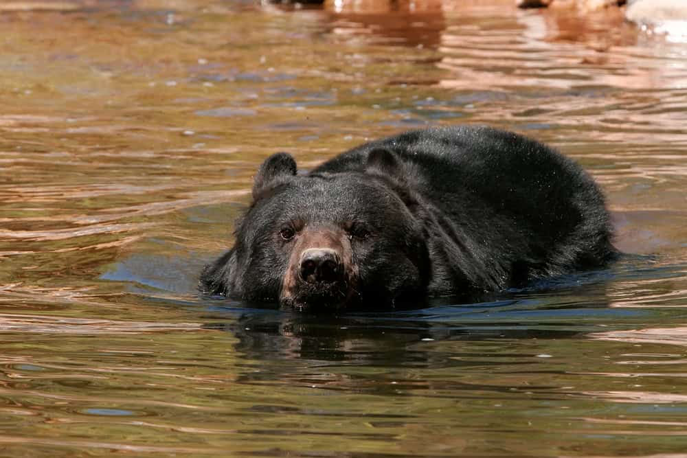 Ours noir américain