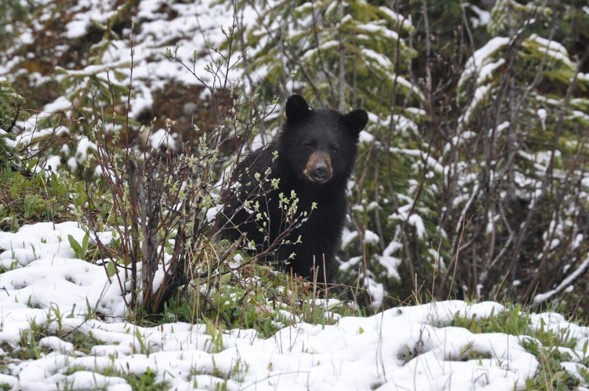 Ours noir