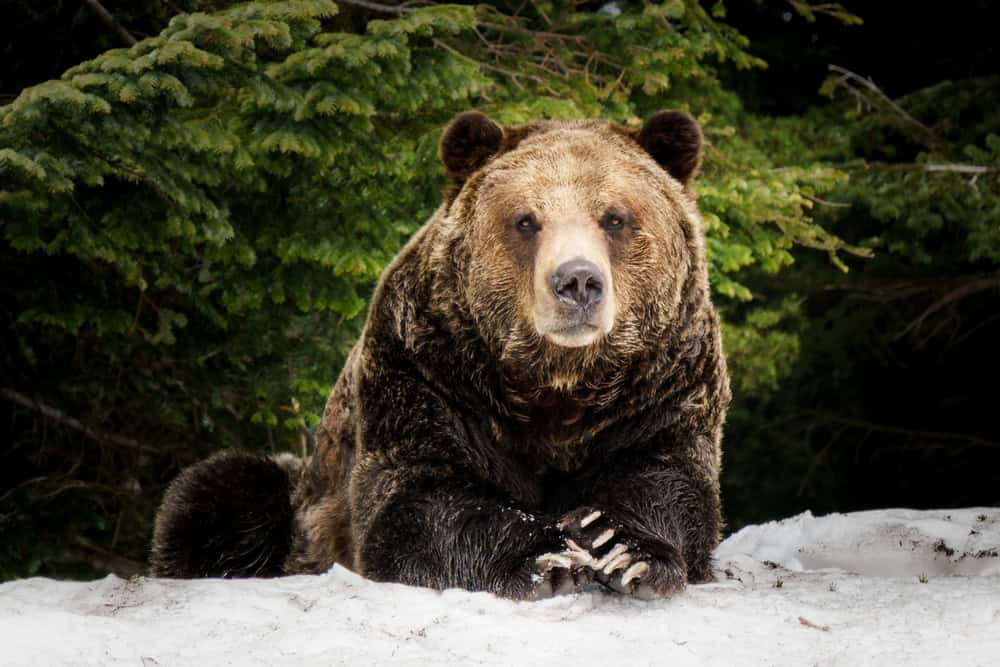 Grizzly nord-américain dans la neige au printemps dans l'ouest du Canada.