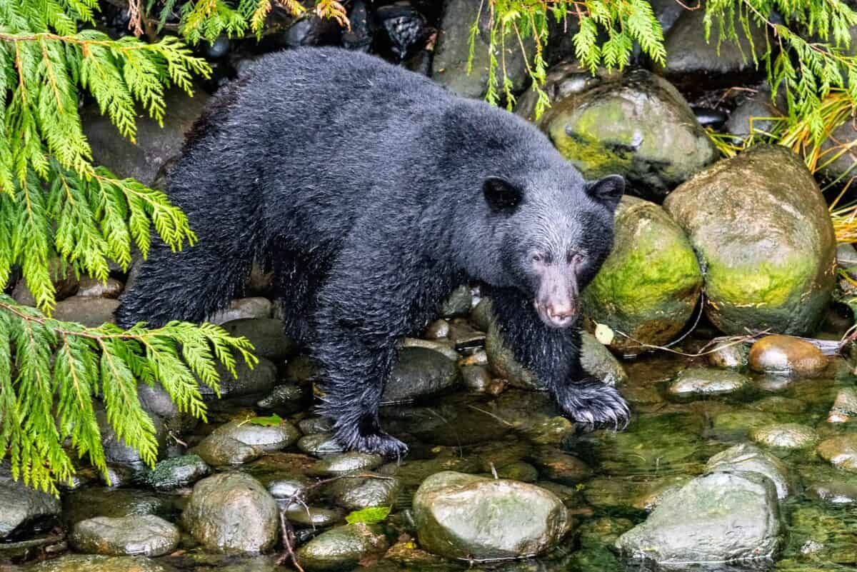 ours noir debout dans la rivière