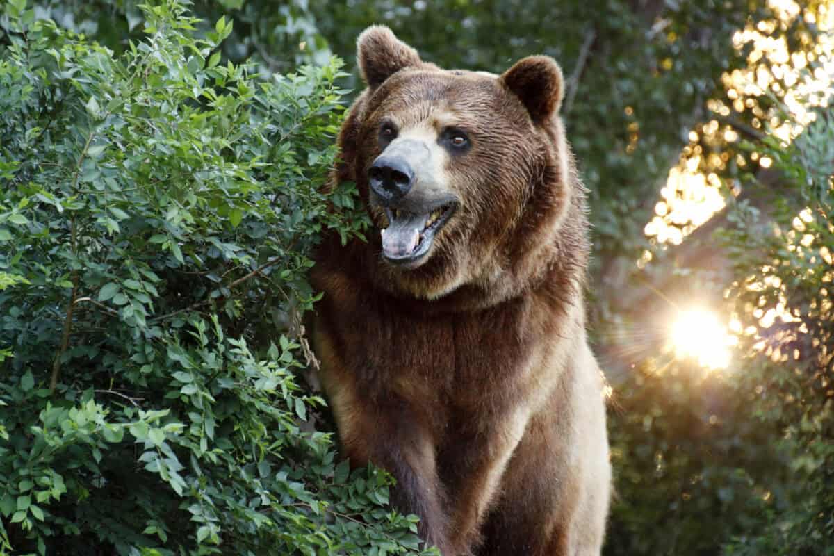 Grizzlys