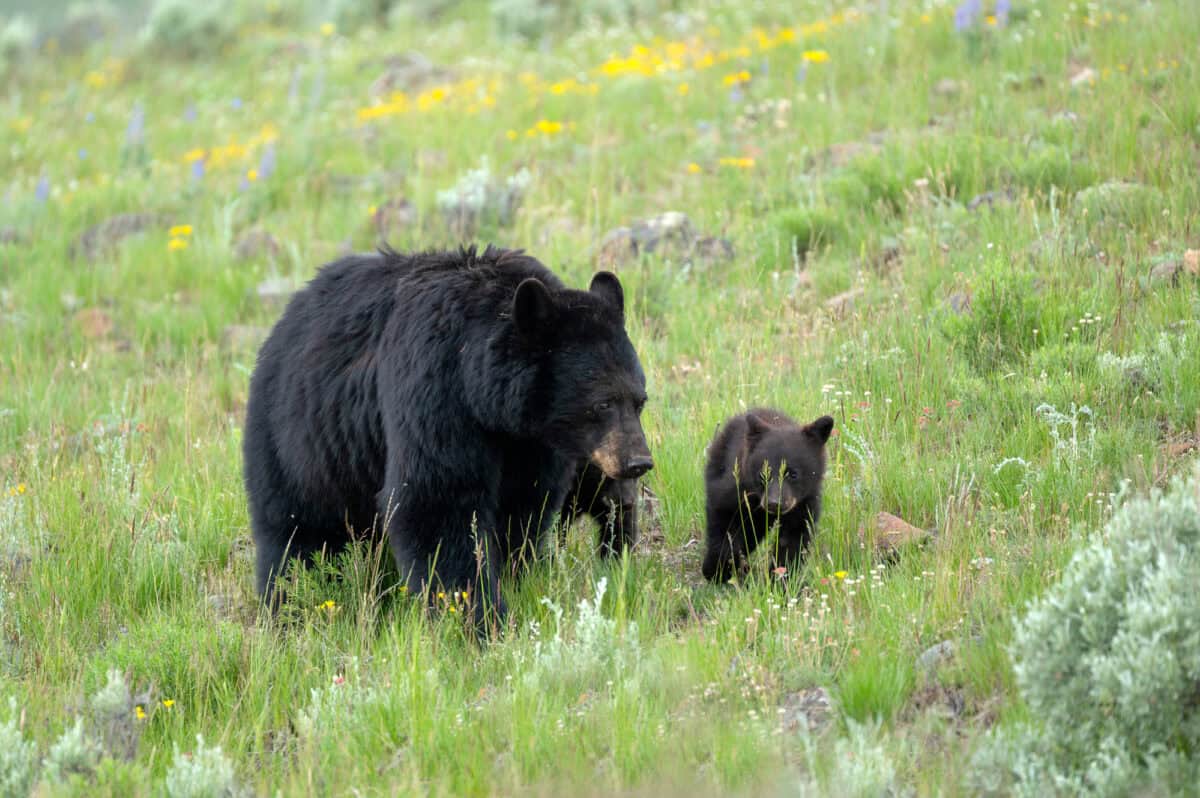 ours noir
