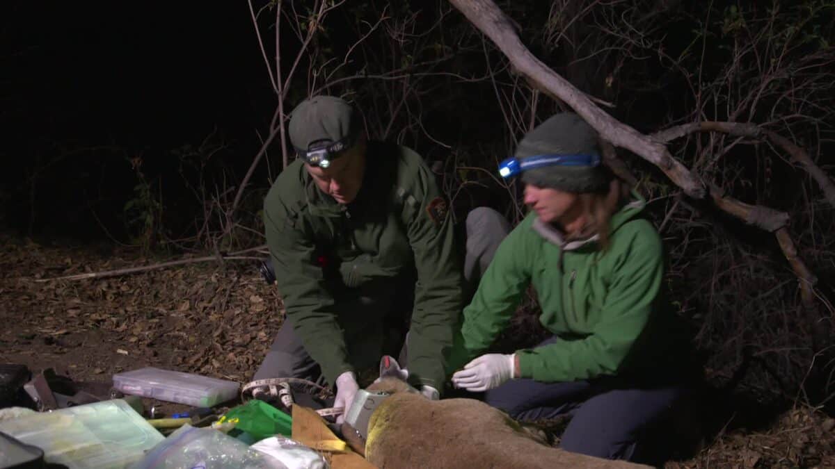 Des chercheurs installent un collier GPS sur un lion de montagne.