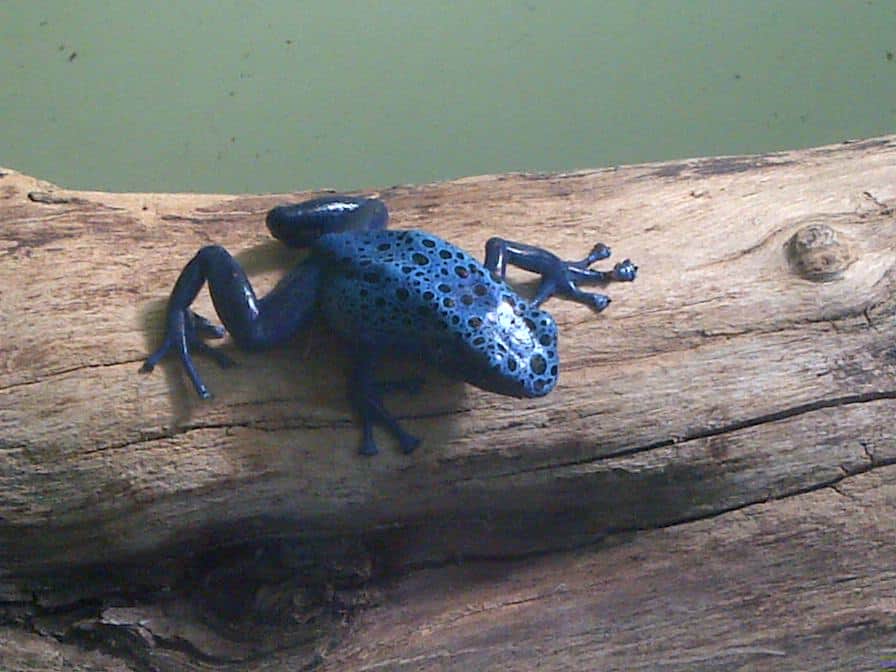 Grenouille empoisonnée bleue