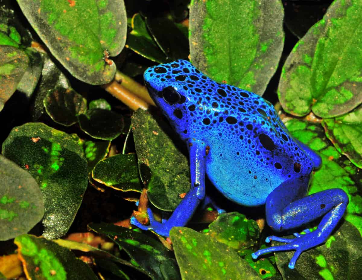 Grenouille empoisonnée