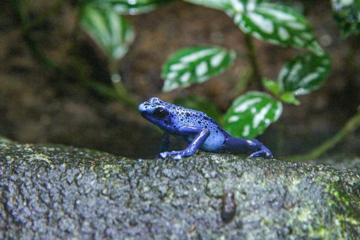 grenouille empoisonnée