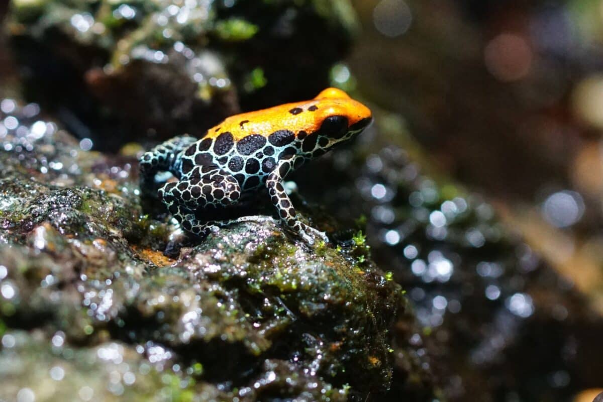 les meilleurs animaux de la forêt tropicale
