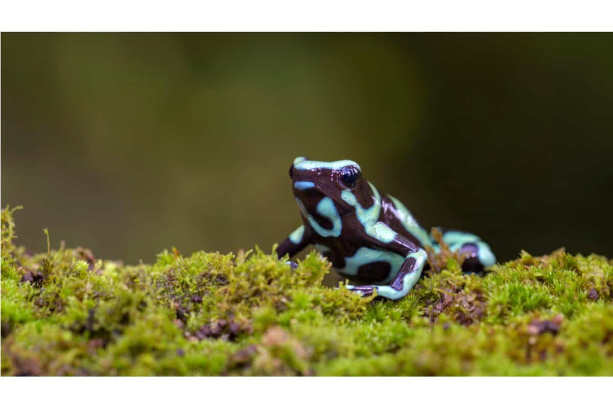 grenouille