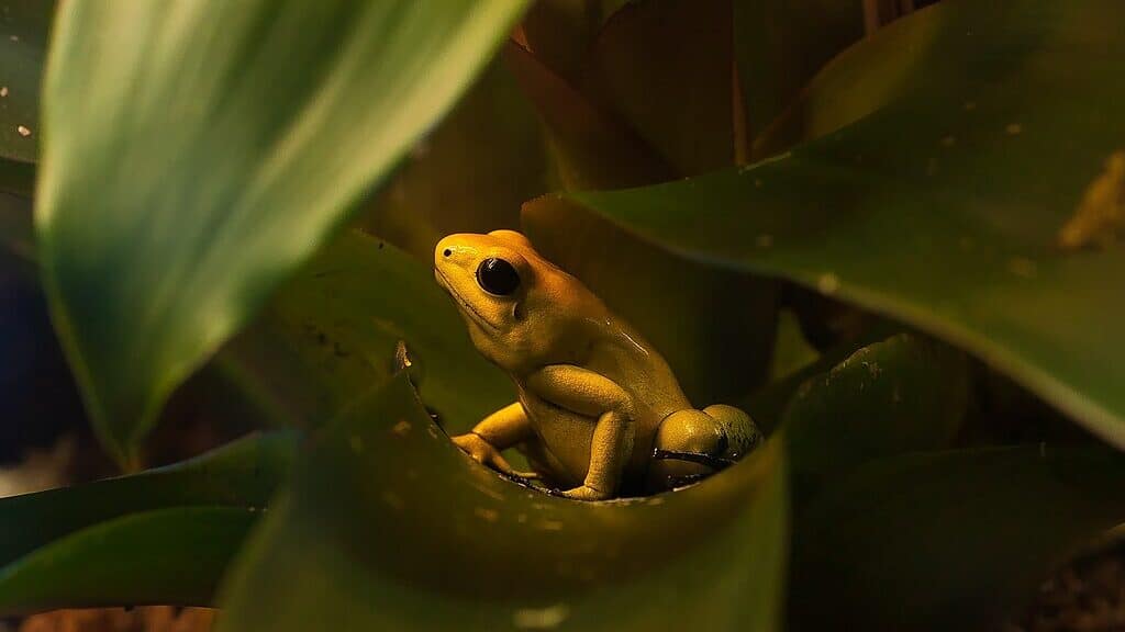 Grenouille empoisonnée dorée.
