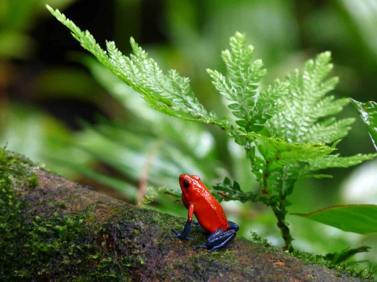 Grenouille empoisonnée rouge et bleue sur une branche d'arbre