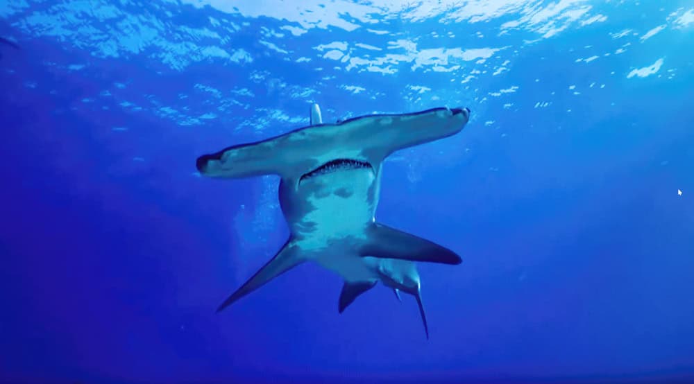 Requin marteau