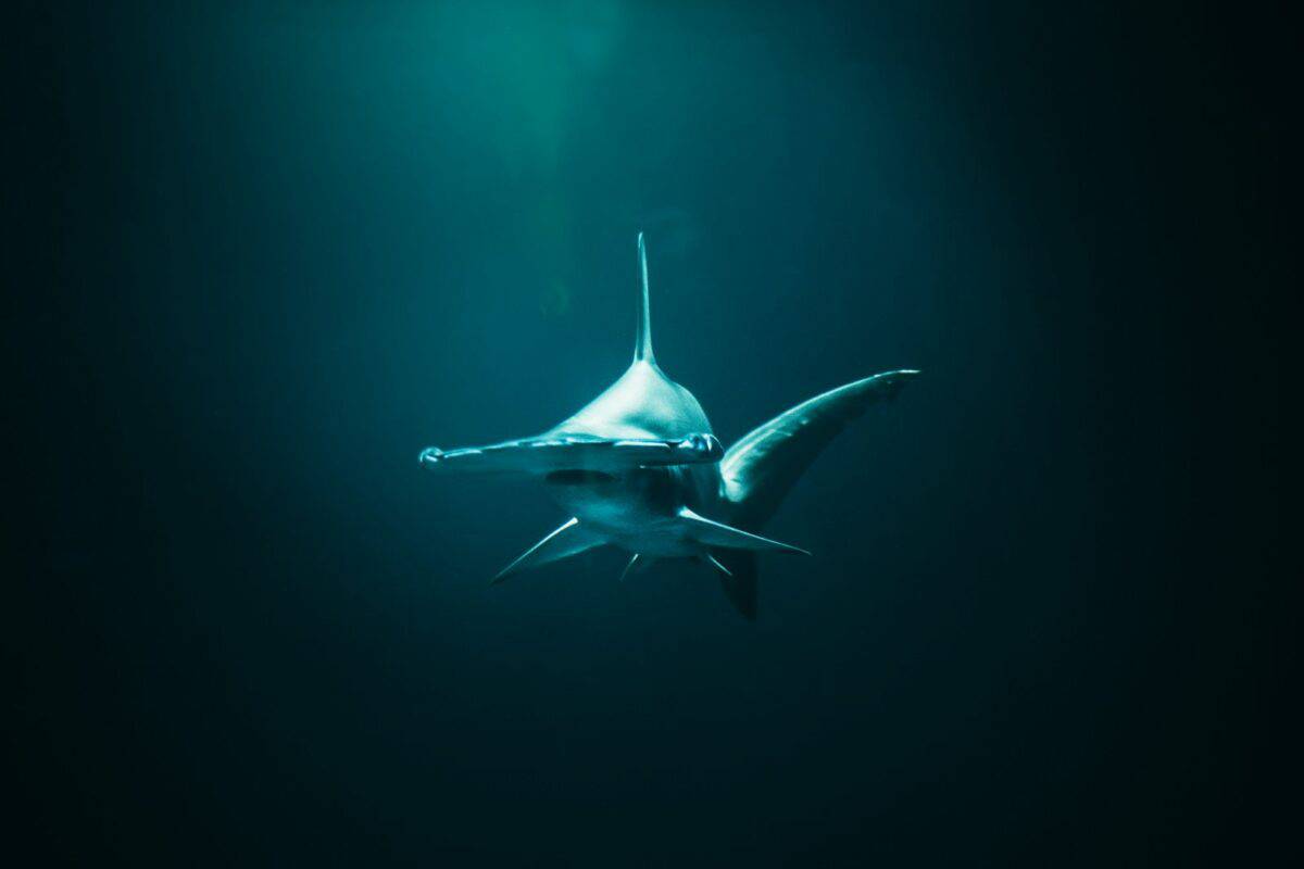 photo gros plan de requin marteau