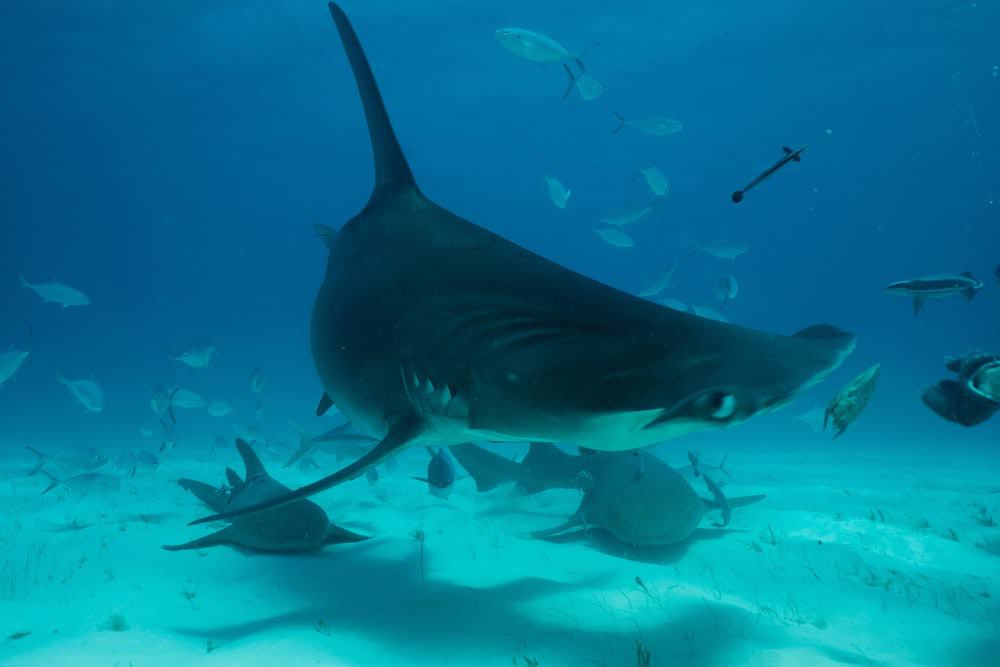 Requin marteau.