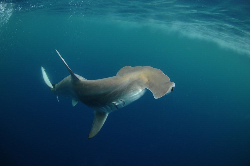 Requin marteau.