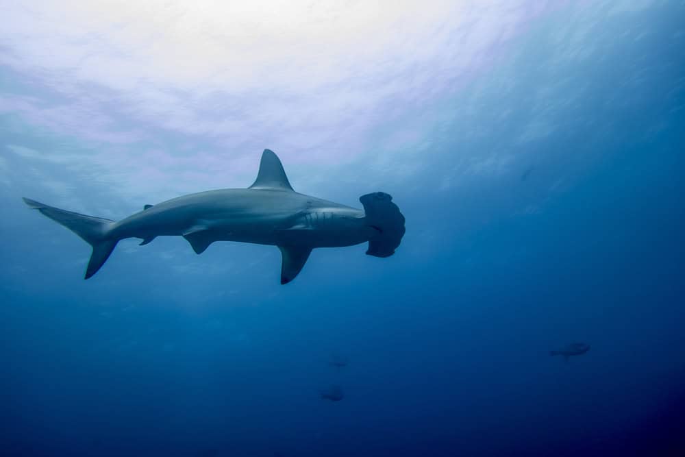 Requin marteau