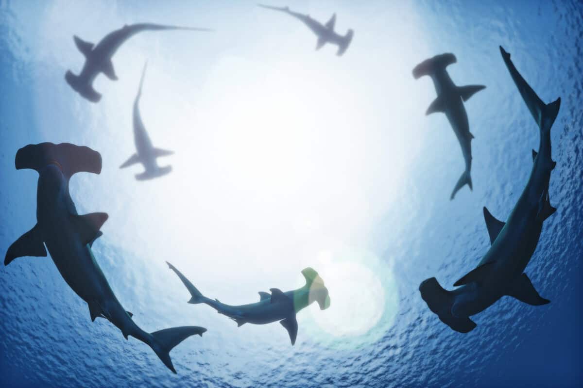requin-marteau