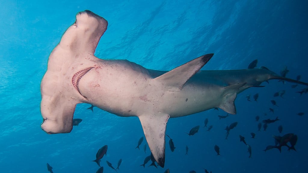 Requin-marteau festonné