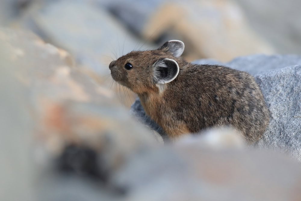 Pika,dans l'habitat naturel, Glacier NP Montana USA