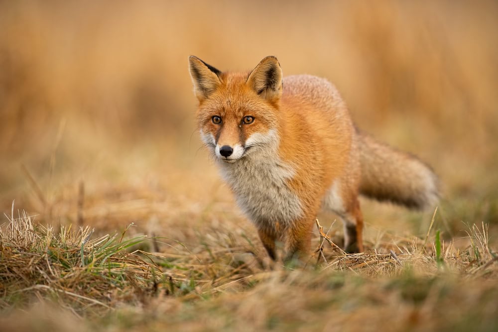 Renard adulte avec un arrière-plan clair et flou au coucher du soleil.