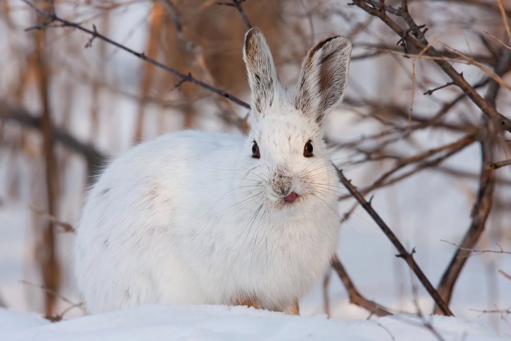 Lièvre d'Amérique assis dans la neige en hiver au Canada.