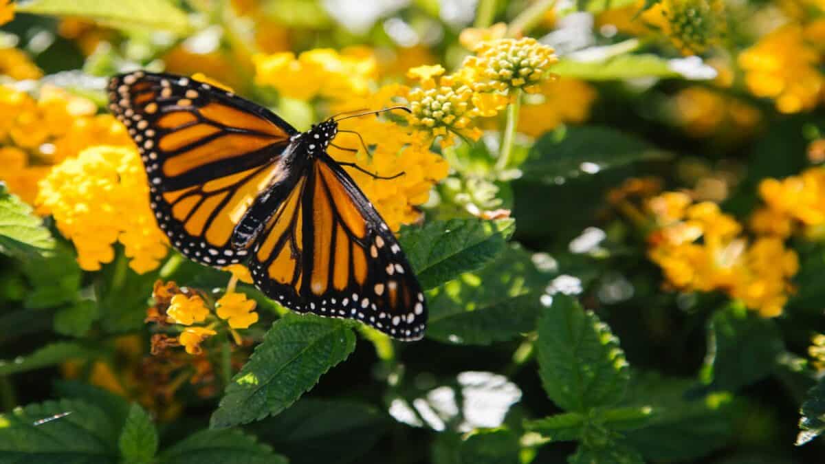 Papillon monarque sur fleurs jaunes.