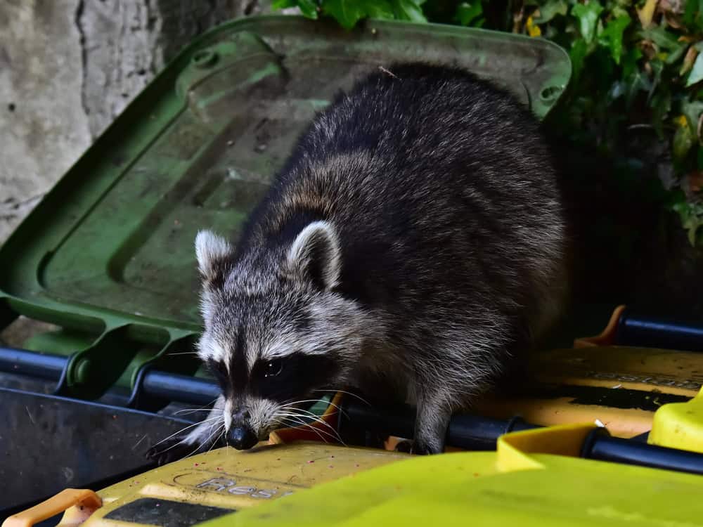 Déchets de chasse au raton laveur