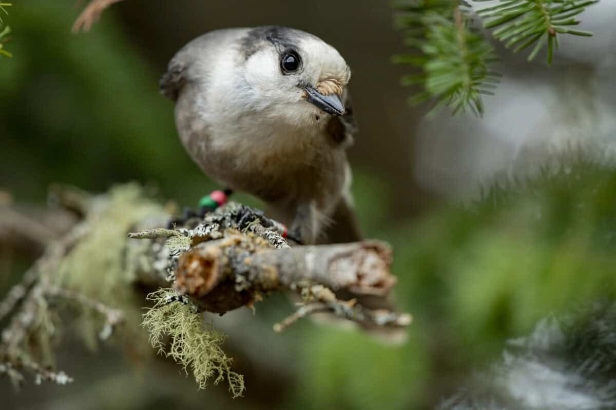 Gros plan du geai gris assis sur une branche d'arbre