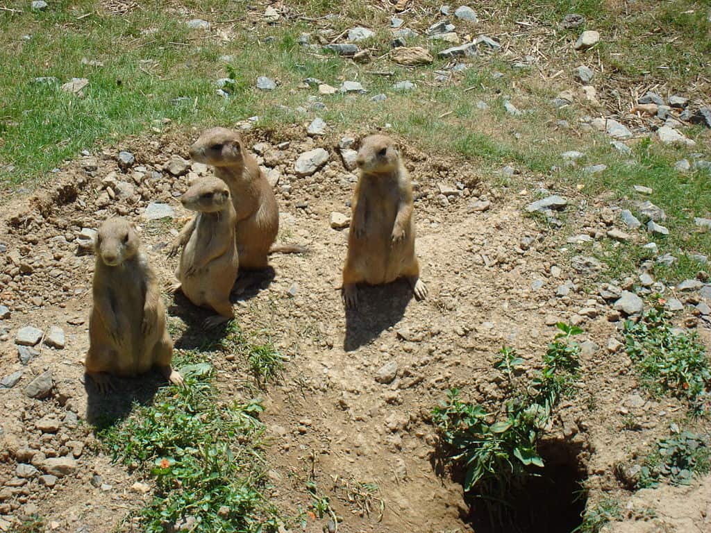 Chiens de prairie