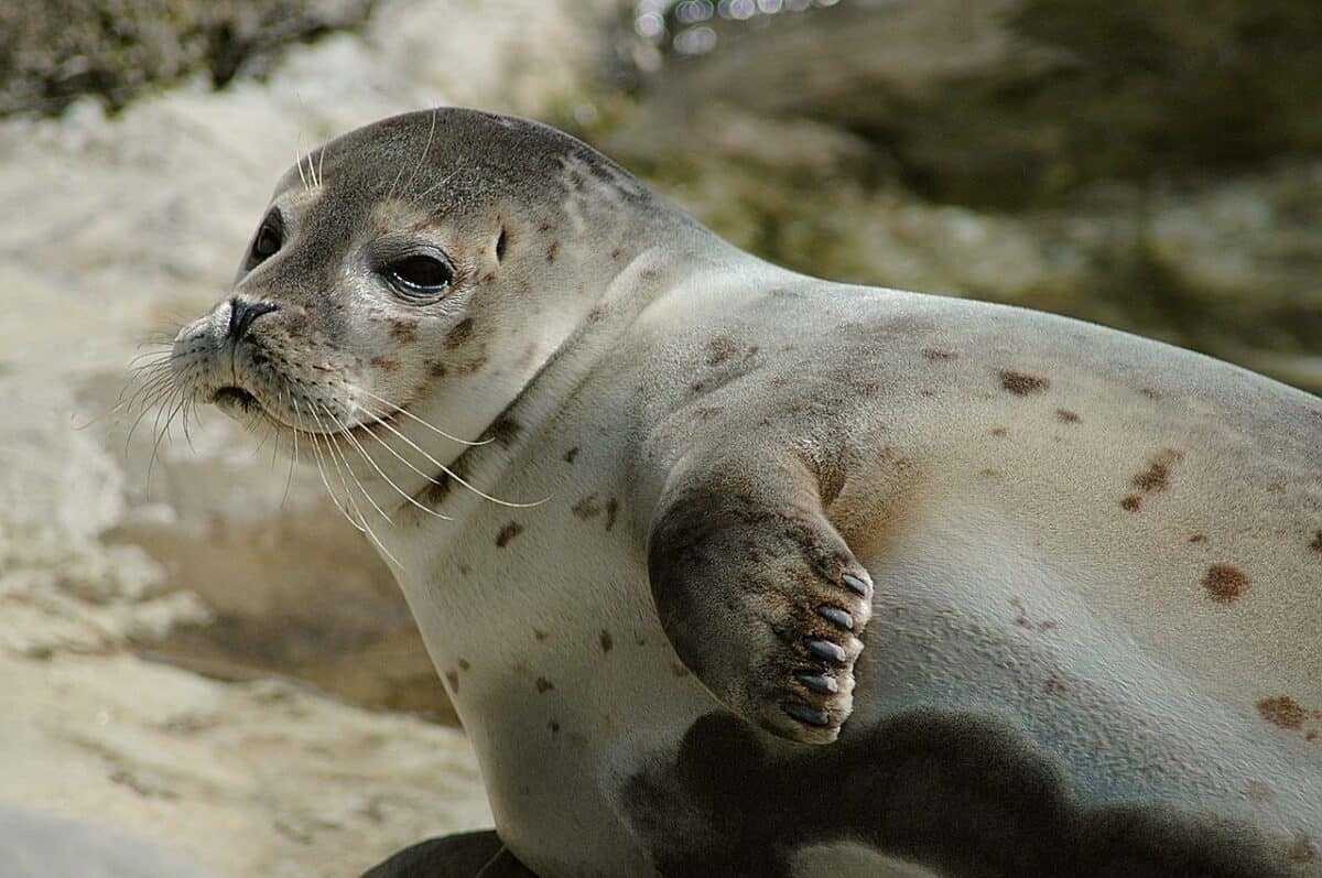 Phoque commun