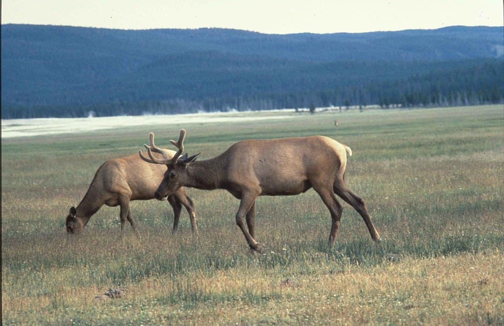 Wapiti