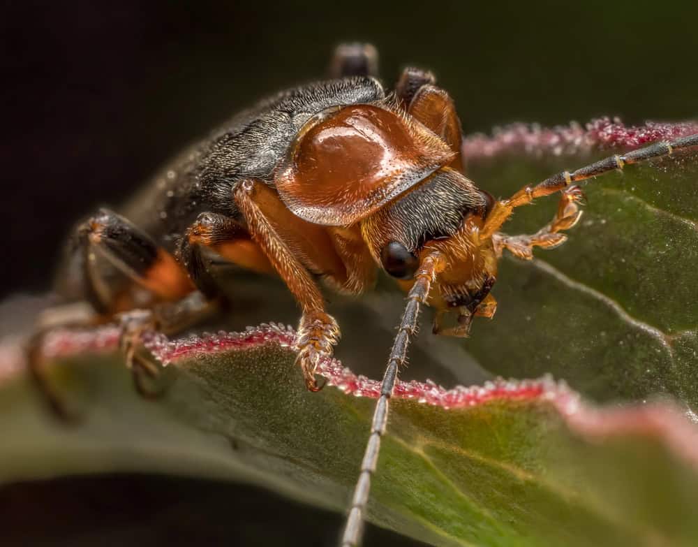 Gros plan du coléoptère Bombardier assis sur une feuille de plante 