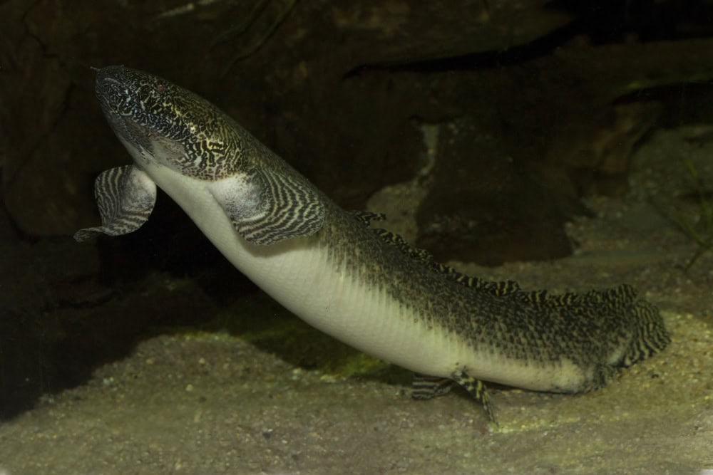 Poisson pulmonaire d'Afrique de l'Ouest 