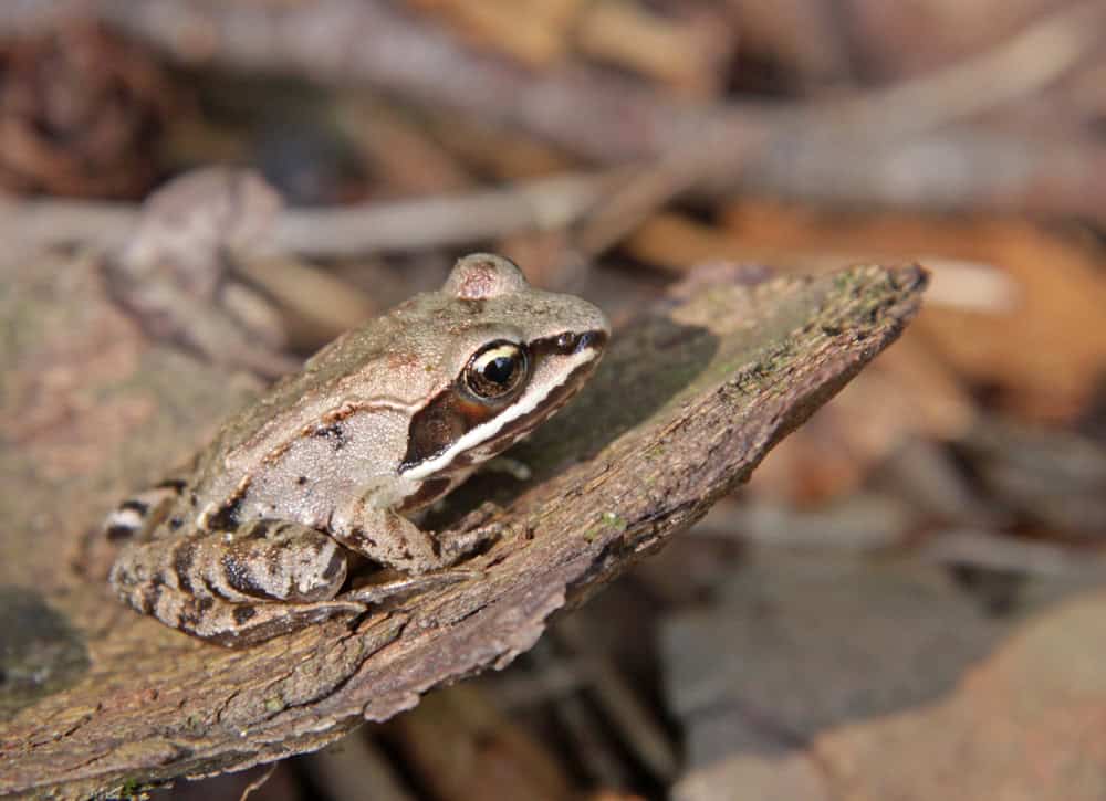Grenouille des bois immobile