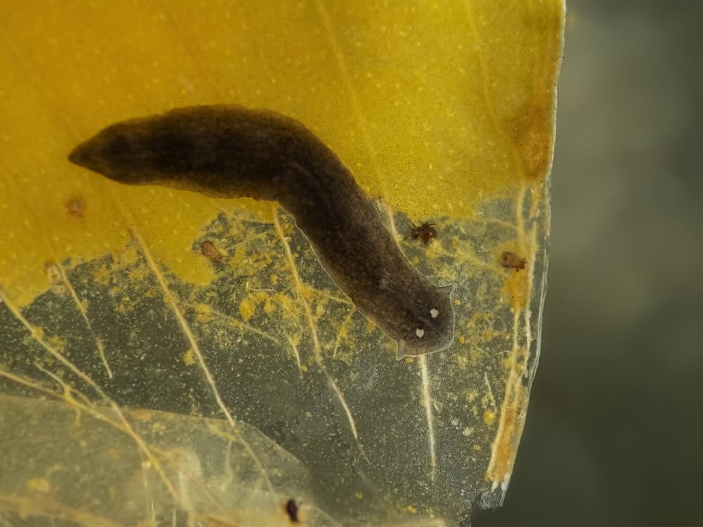 Ver plat planaire noir rampant sur la feuille morte d'une plante aquatique