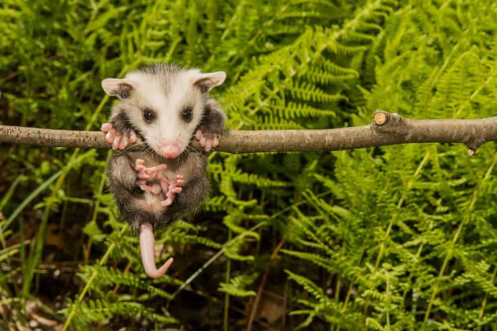 Bébé Opossum à l'état sauvage