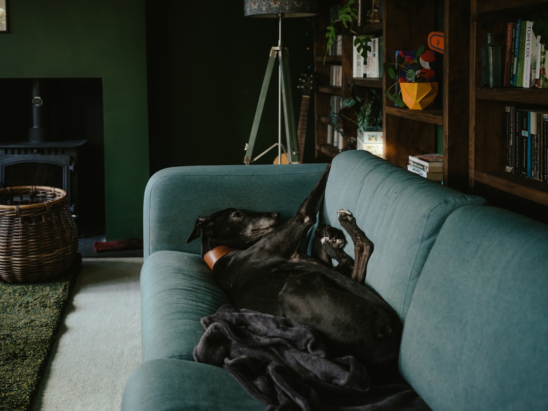 10 Greyhound (crédits image : unsplash)
