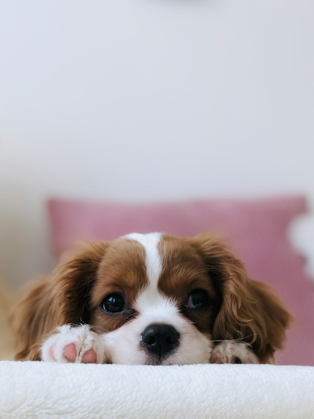 8 Cavalier King Charles Spaniel (crédits image : unsplash)